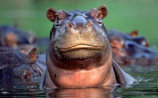 hippo_most_distinguished.jpg